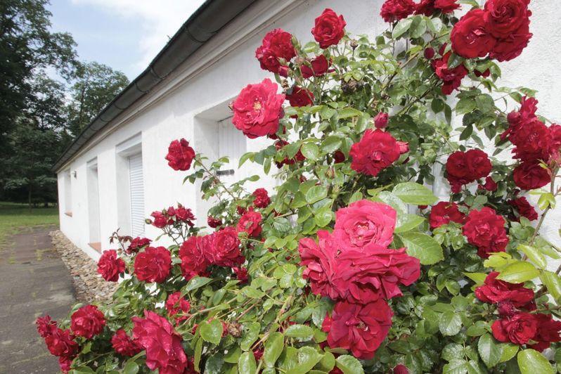 Ferienhaus Huus Ton Witten Barg Undeloh Ngoại thất bức ảnh